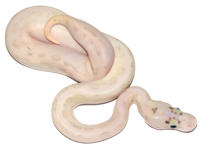 Ivory Enchi Fire Pastel Spider