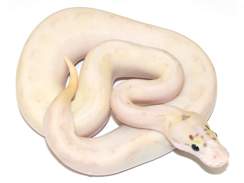 Ivory Enchi Fire Pastel Spider