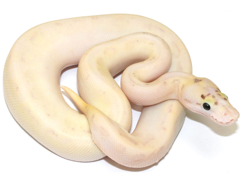 Ivory Enchi Fire Pastel Spider