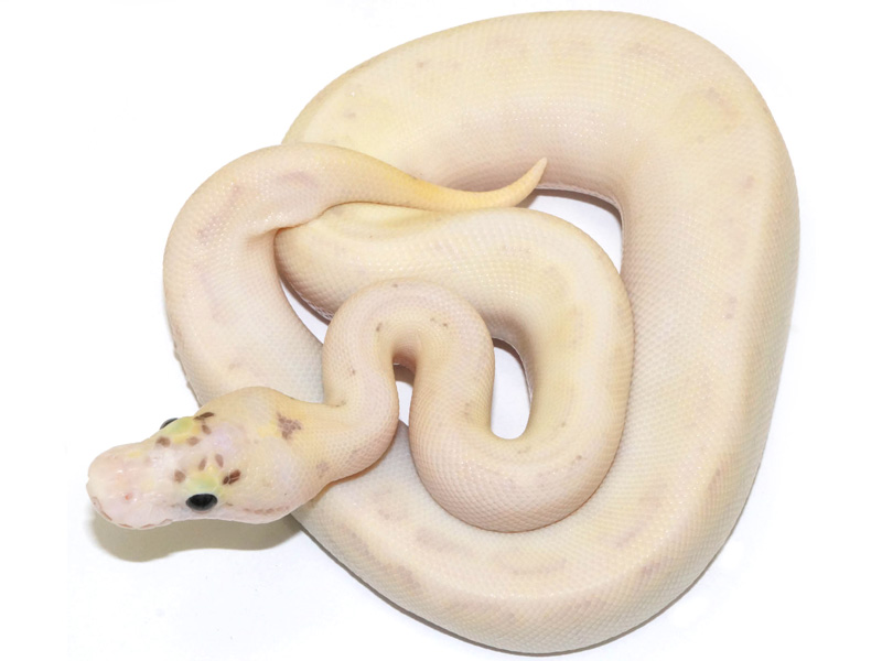 Ivory Enchi Fire Pastel Spider