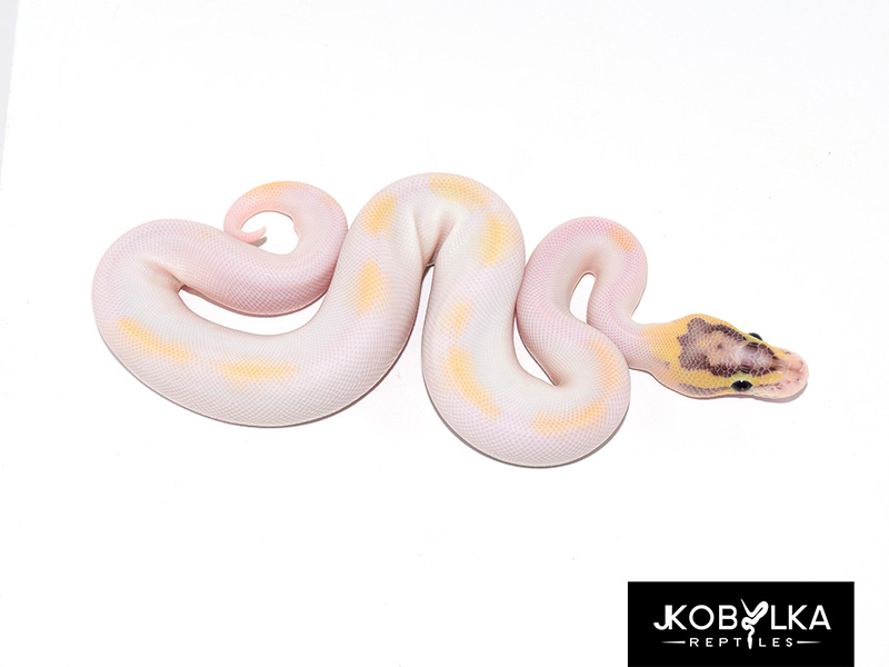 Ivory Leopard Orange Dream Piebald