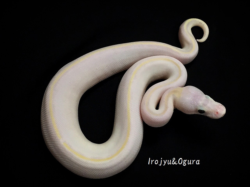 Ivory Lesser Pastel