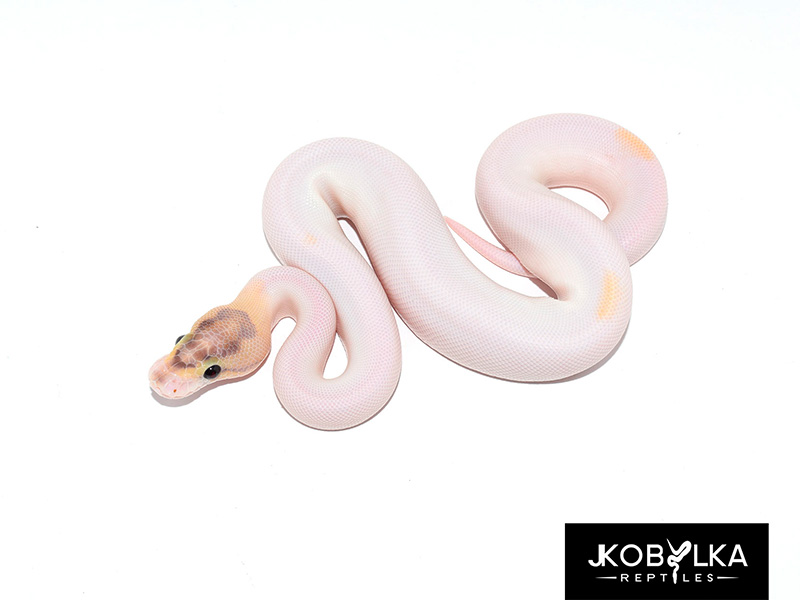 Ivory Orange Dream Piebald