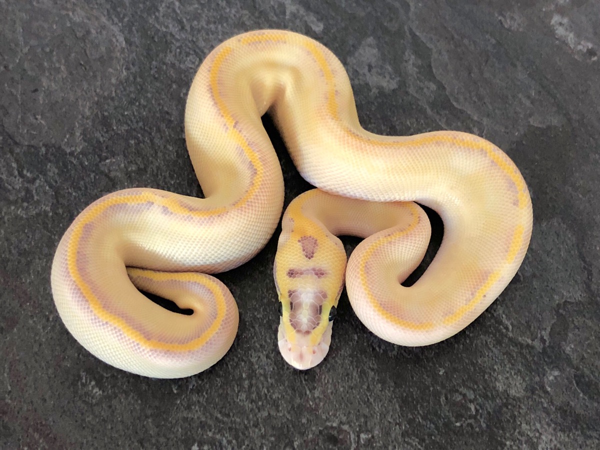 Ivory Orange Dream Super Enchi