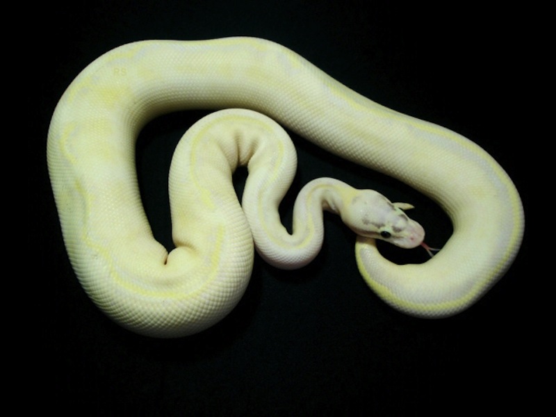 Ivory Pastel Phantom