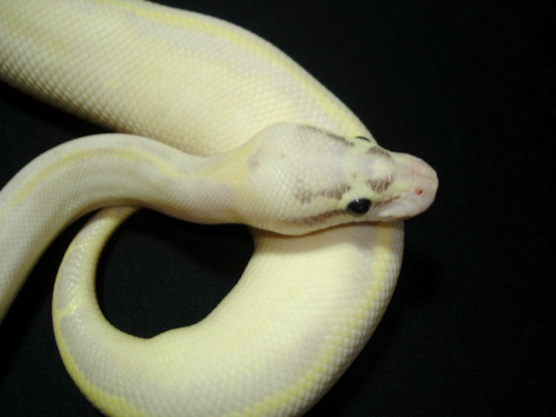 Ivory Pastel Phantom