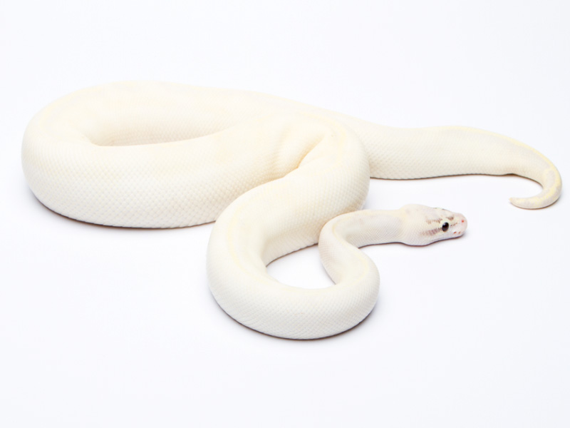 Ivory Pastel Phantom