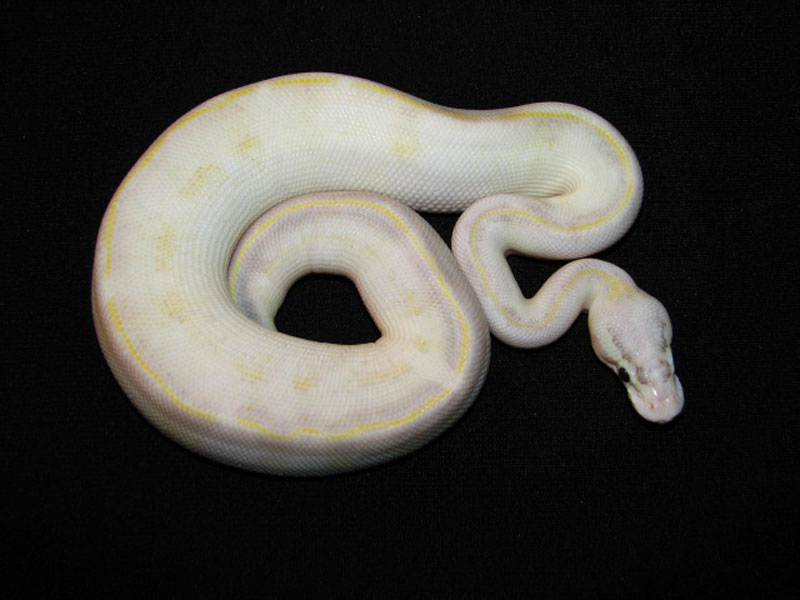 Ivory Pastel