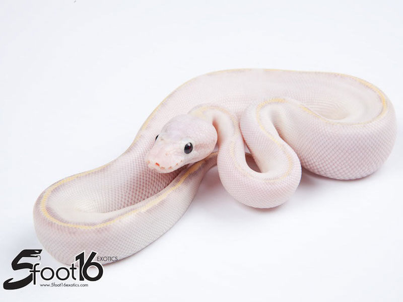 Ivory Pastel