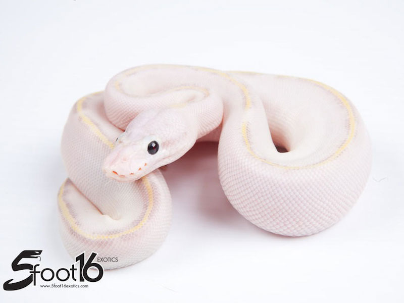 Ivory Pastel