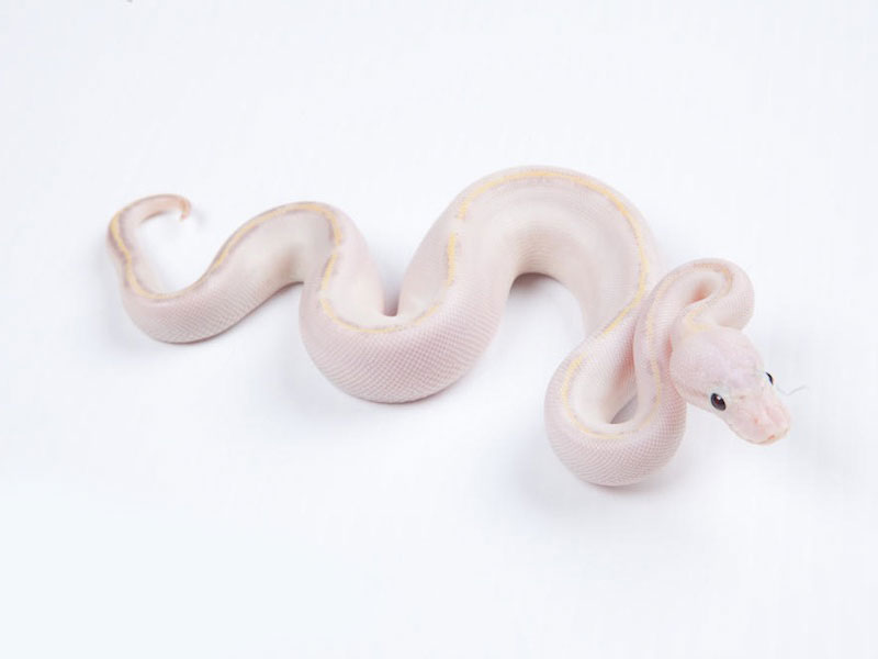 Ivory Pastel