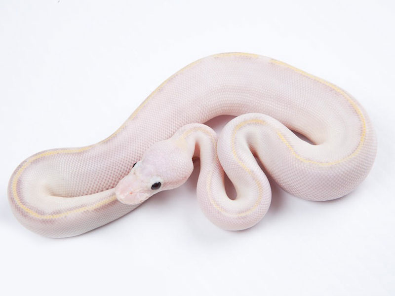 Ivory Pastel.