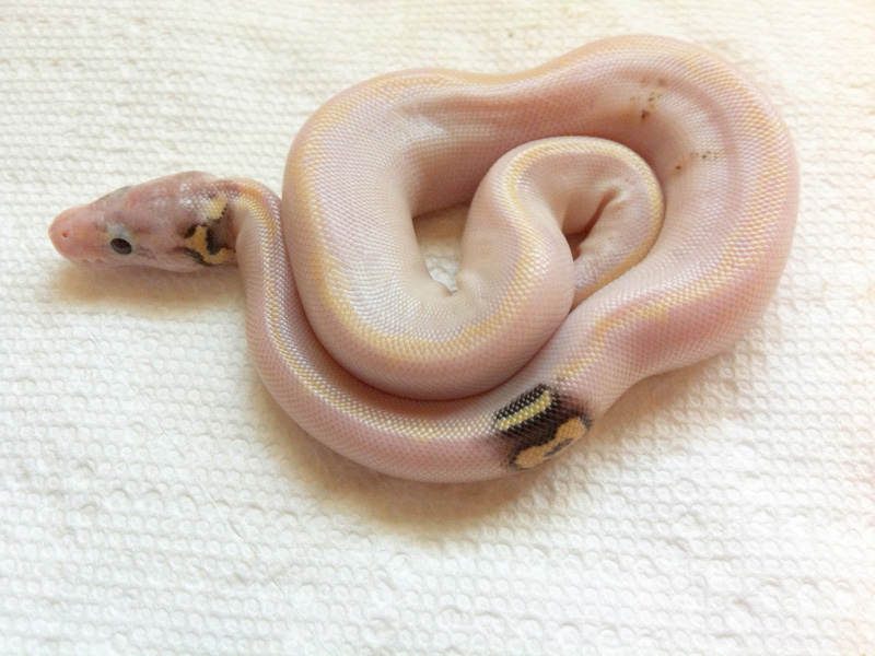 Ivory Pastel