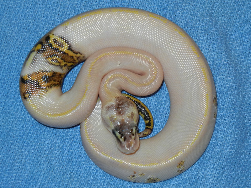 Ivory Pastel