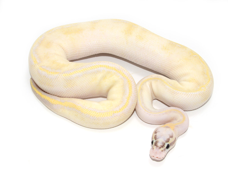 Ivory Pastel