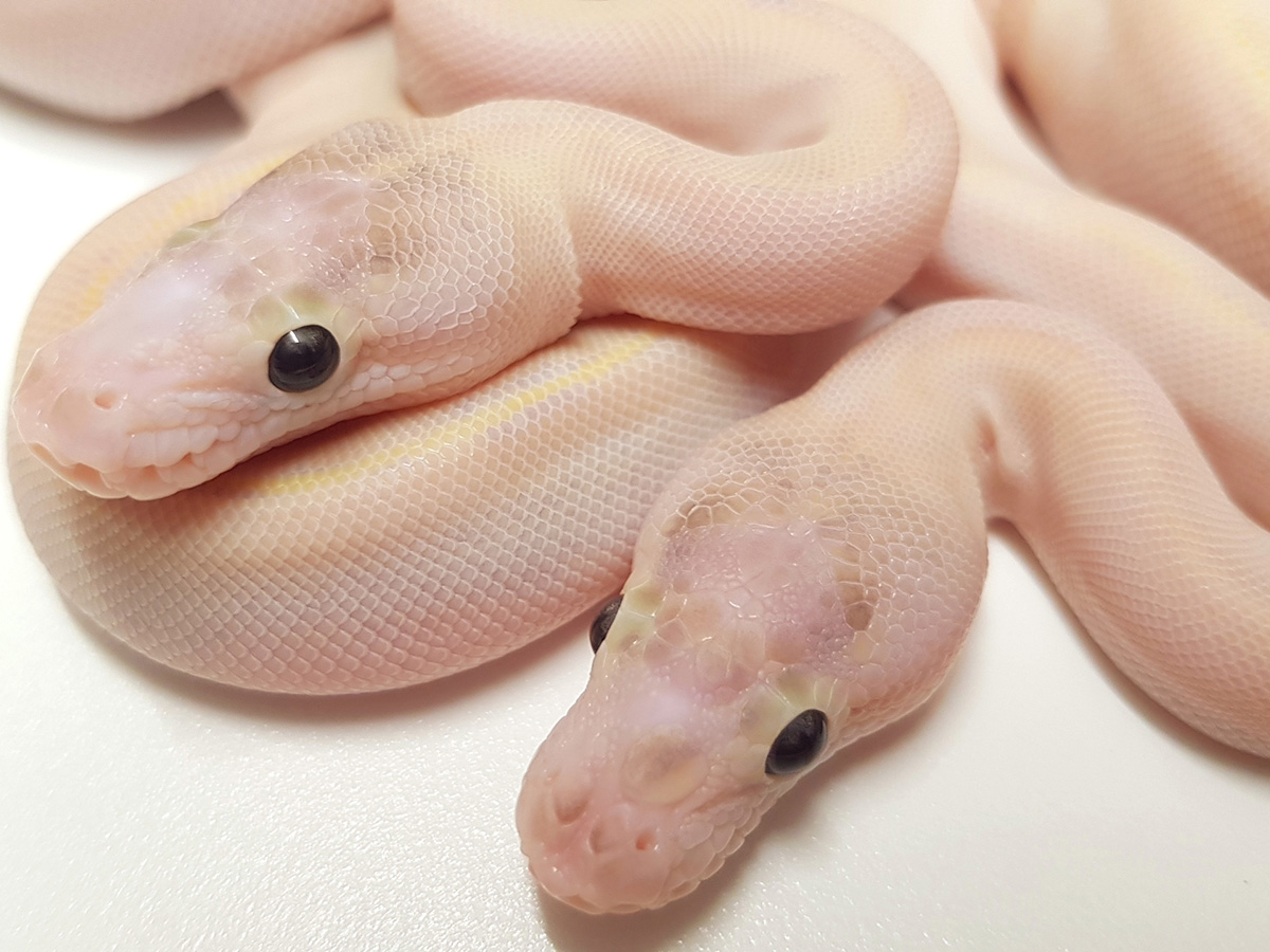 Ivory Scaleless Head