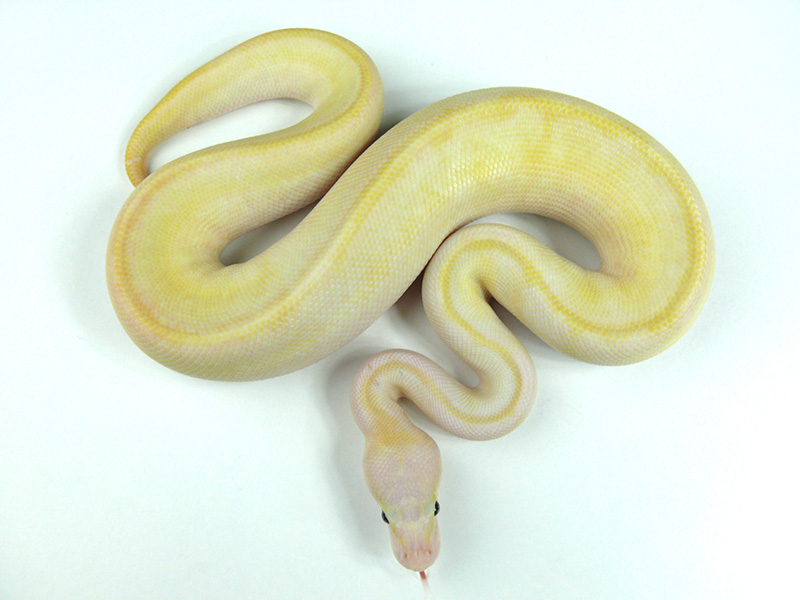 Ivory Super Pastel Trick