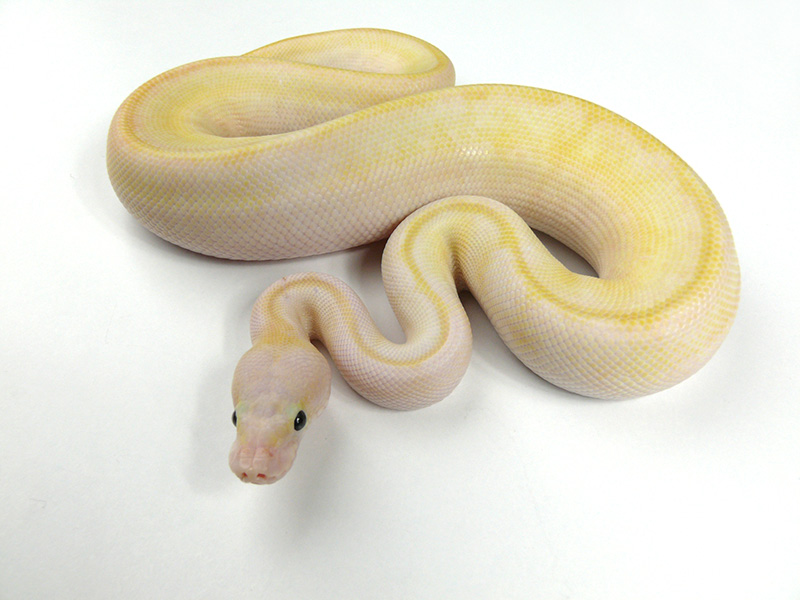 Ivory Super Pastel Trick