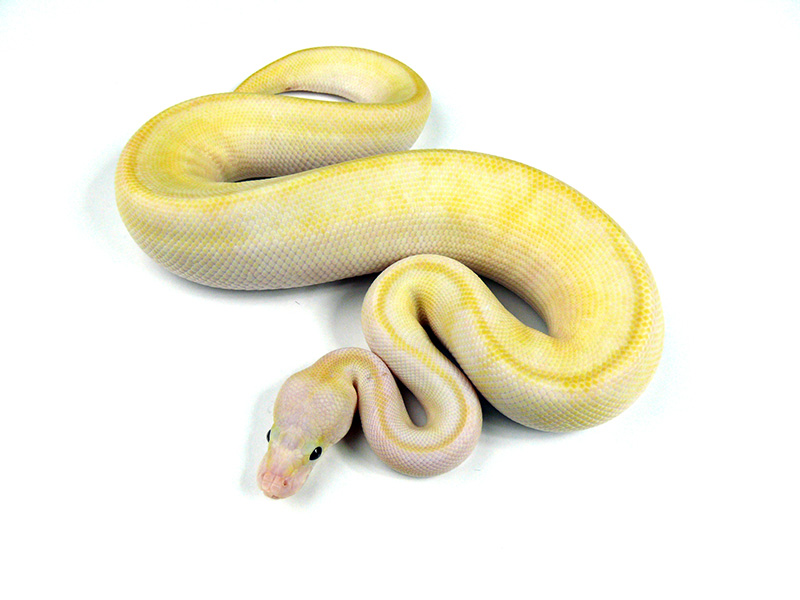 Ivory Super Pastel Trick