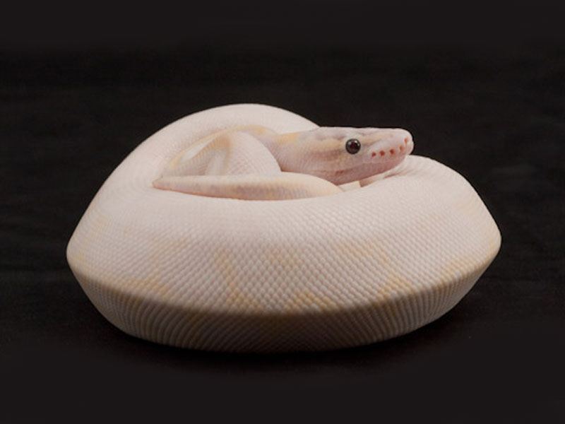 Ivory Super Pastel