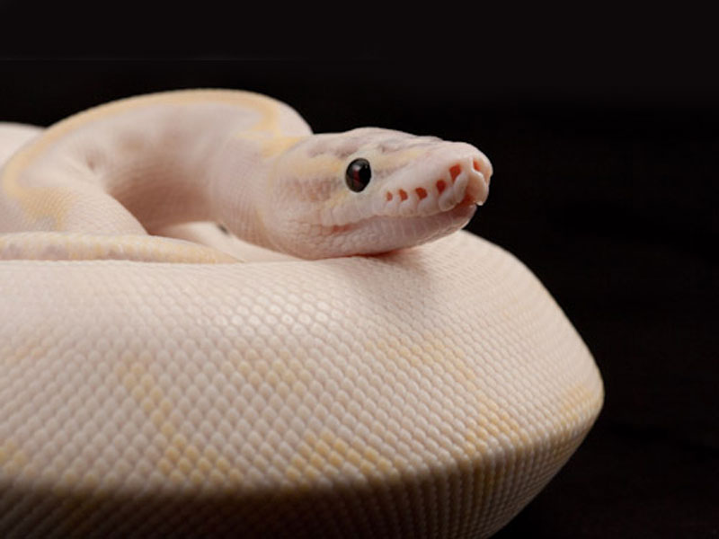 Ivory Super Pastel