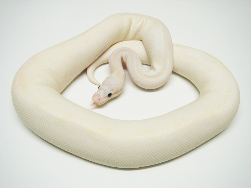 Ivory Super Pastel