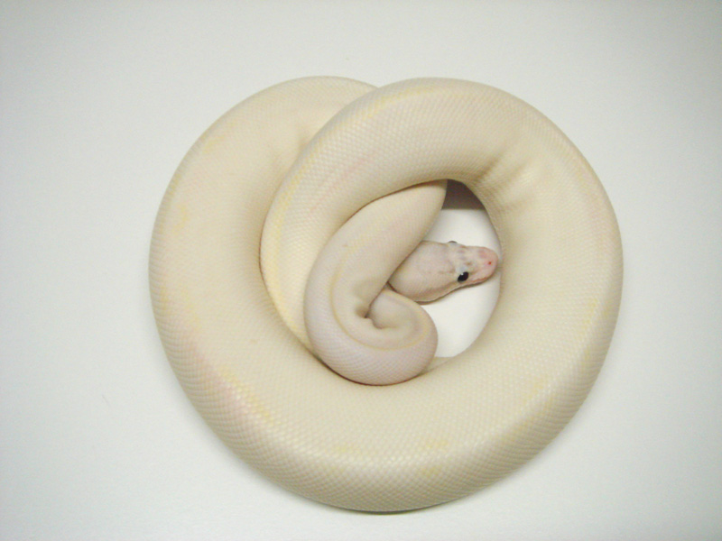 Ivory Super Pastel