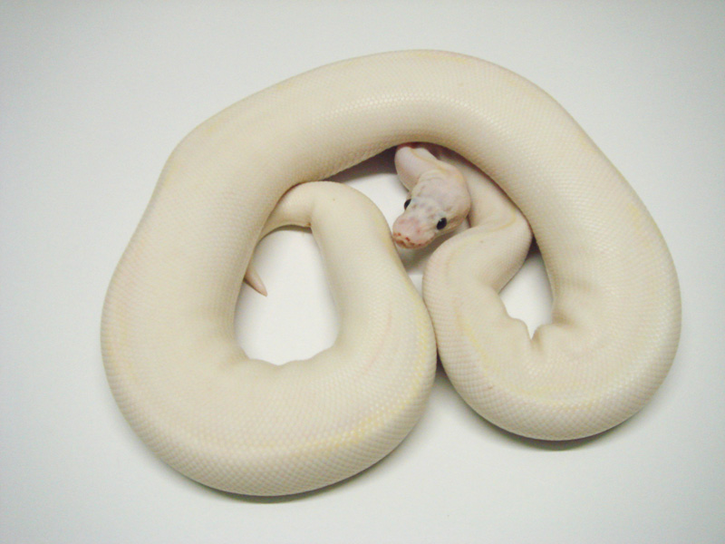 Ivory Super Pastel