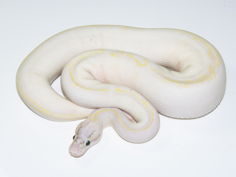 Ivory Super Pastel