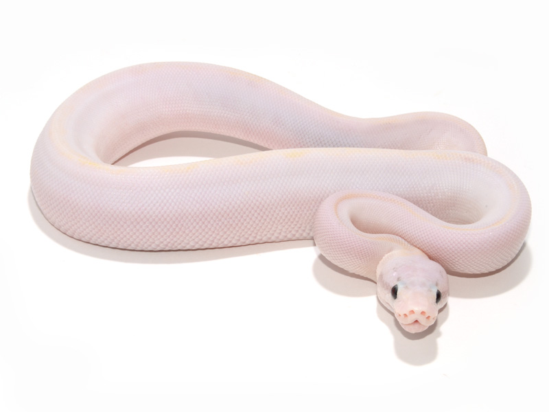 Ivory Super Pastel