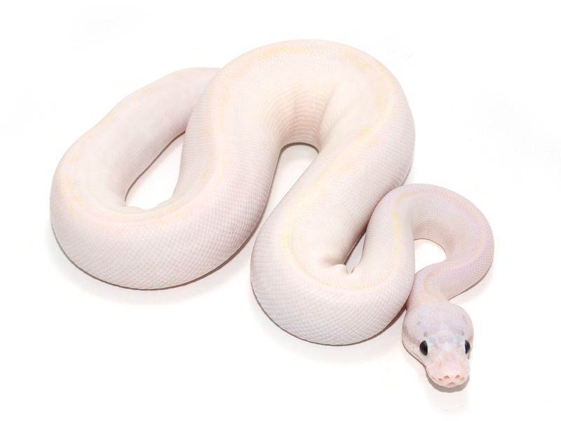 Ivory Super Pastel