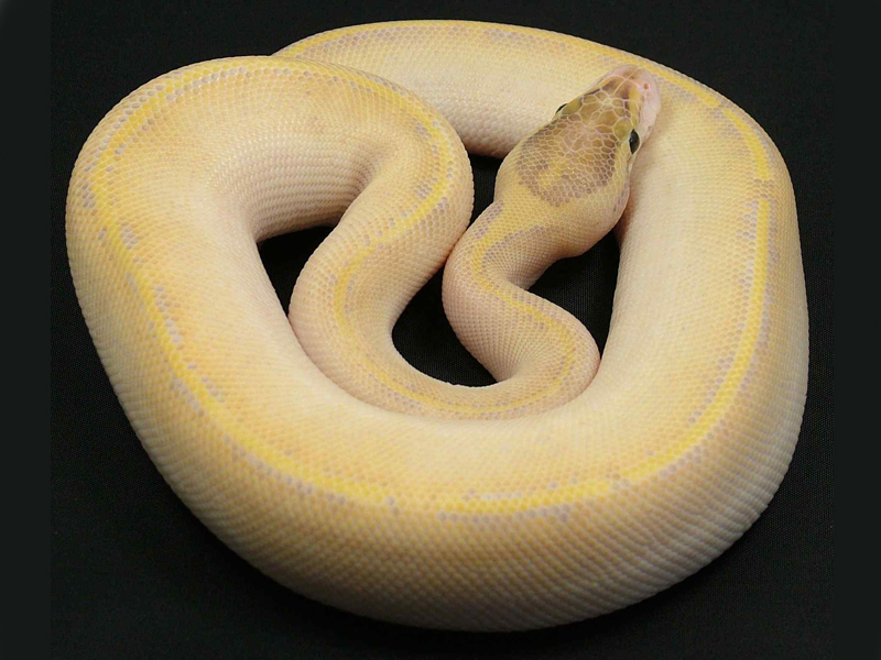 Ivory Vanilla