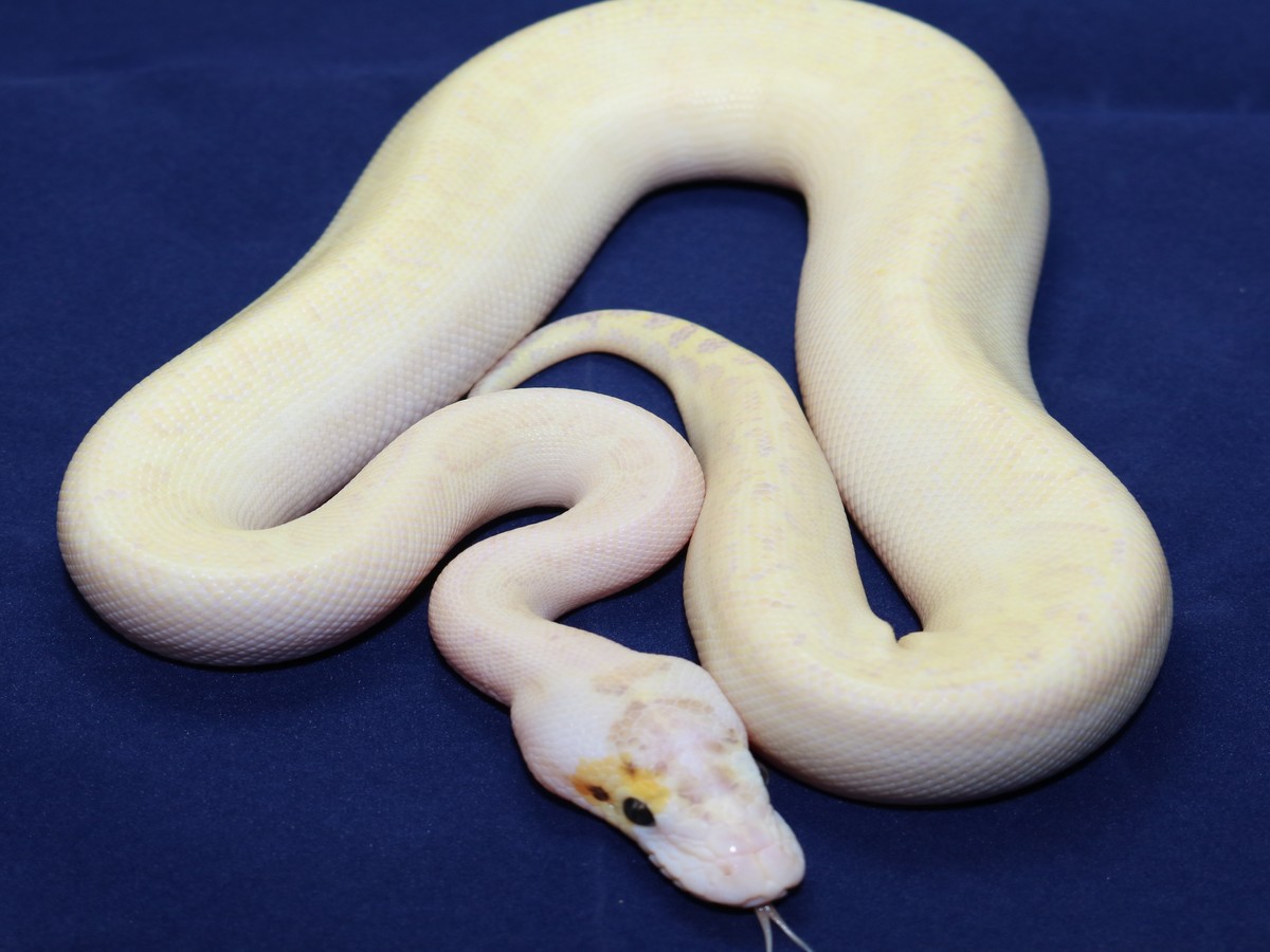 Ivory Woma