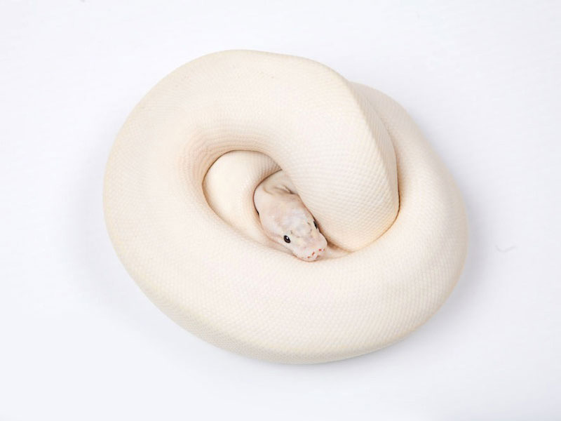 Ivory