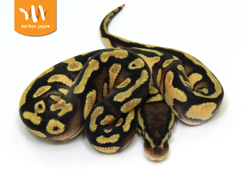 Java Enchi Pastel