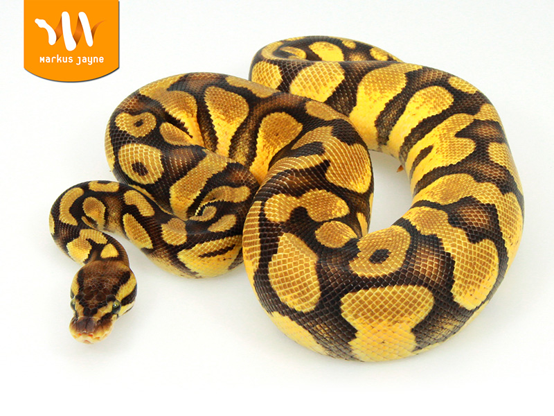 Java Enchi Pastel