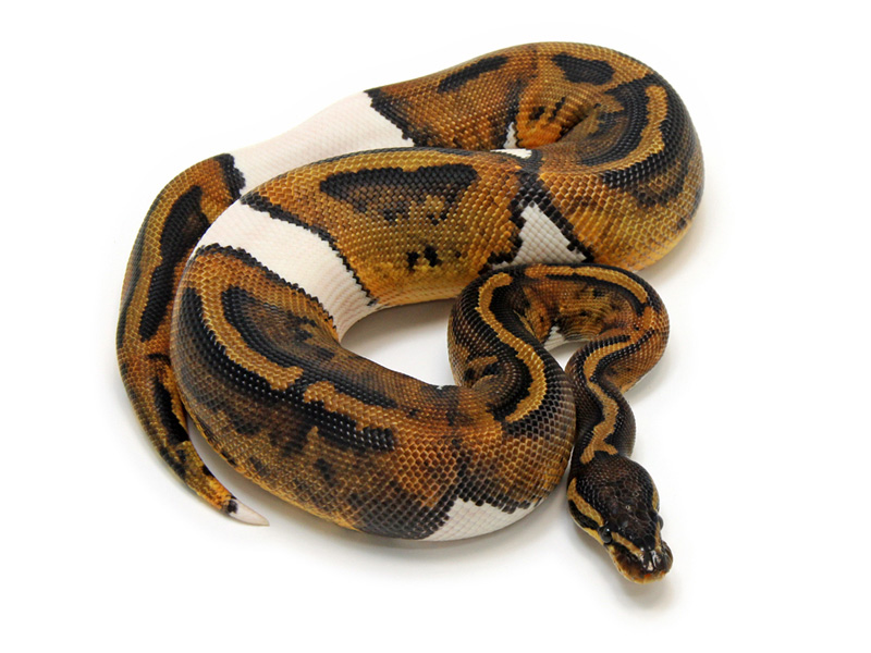 Java Pied