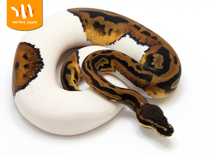 Java Pied