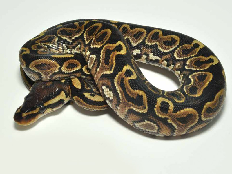 Jedi Lace Black Back Yellow Belly