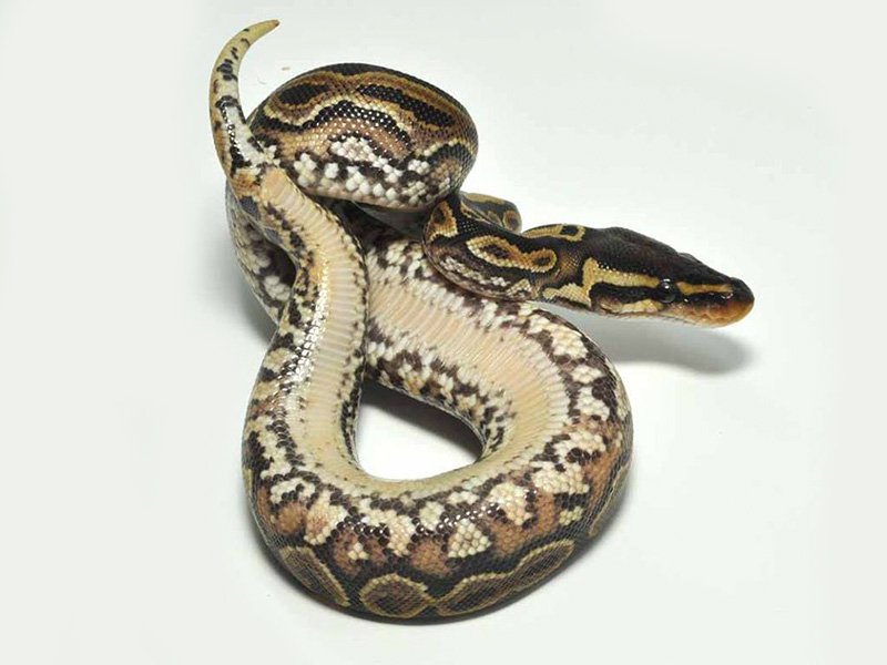 Jedi Lace Black Back Yellow Belly