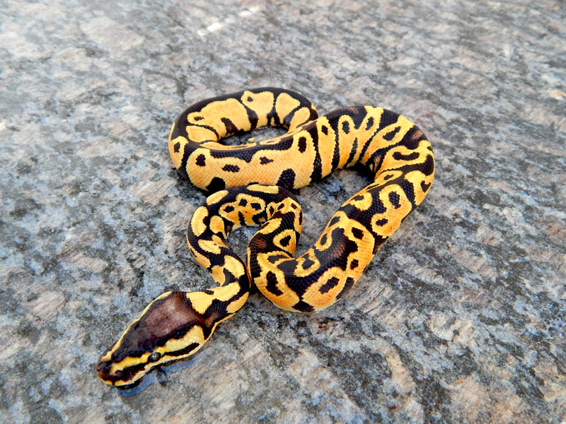 Josie Pastel Yellow Belly