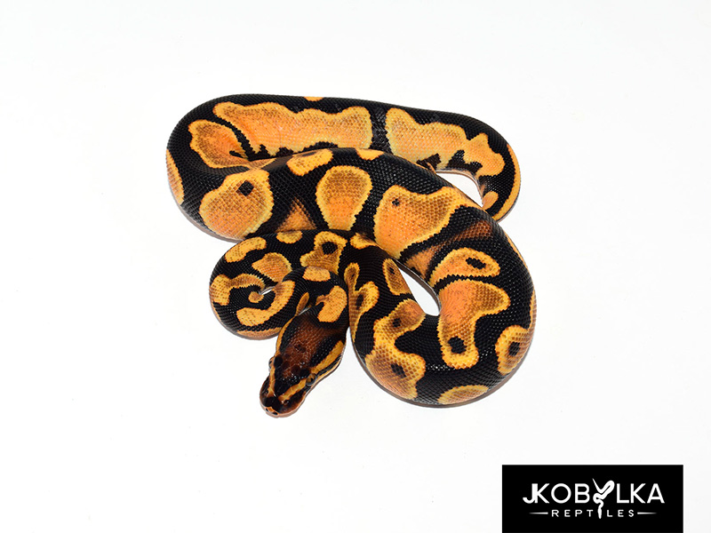 Jungle Woma Orange Dream Yellow Belly