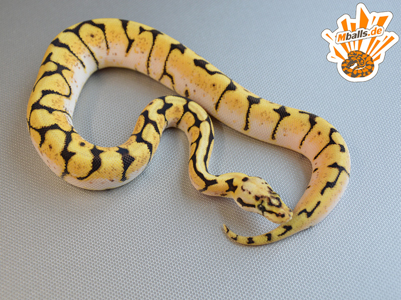 Jungle Woma Pastel Spider