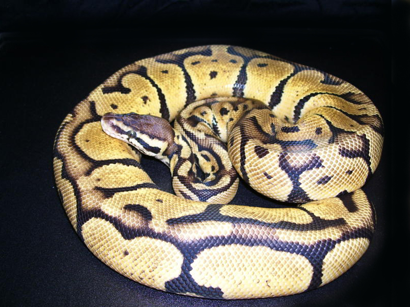 Jungle Woma Pastel