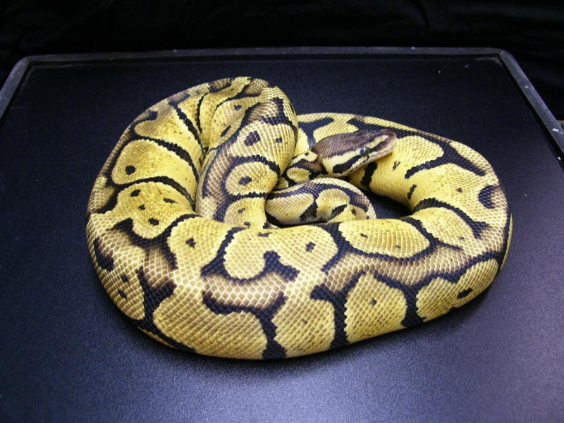 Jungle Woma Pastel