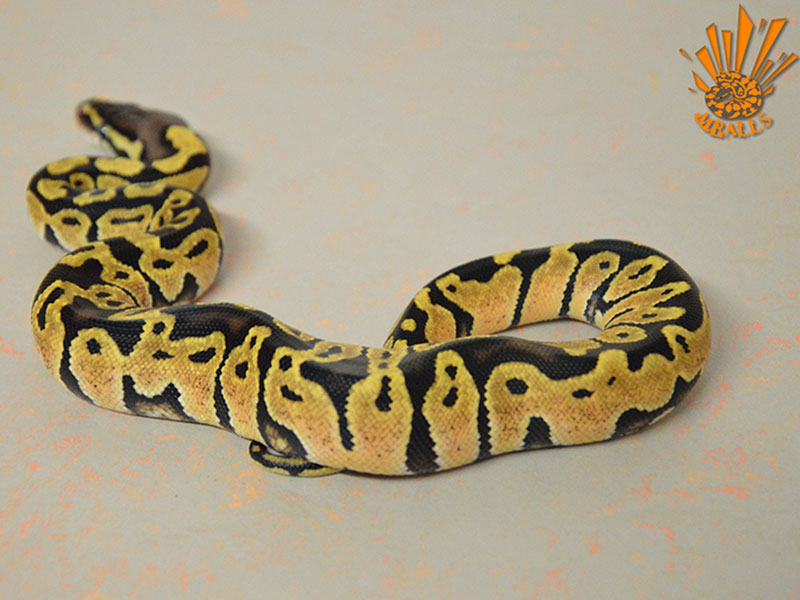 Jungle Woma Pastel