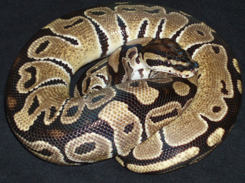 Jungle Woma Vanilla