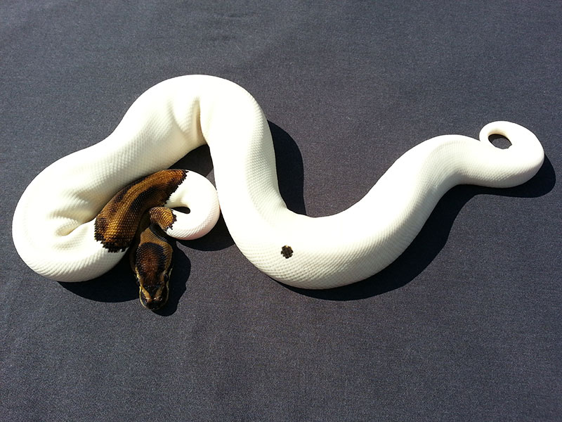 Kalabash Reduction Gene Pied