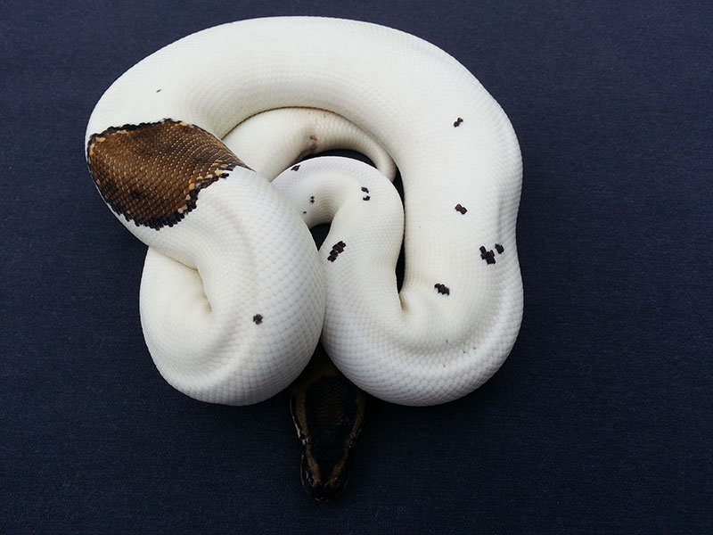 Kalabash Reduction Gene Pied