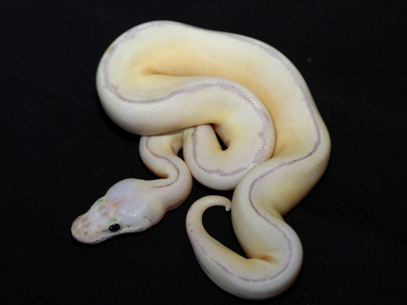 Killer Bee Enchi Clown